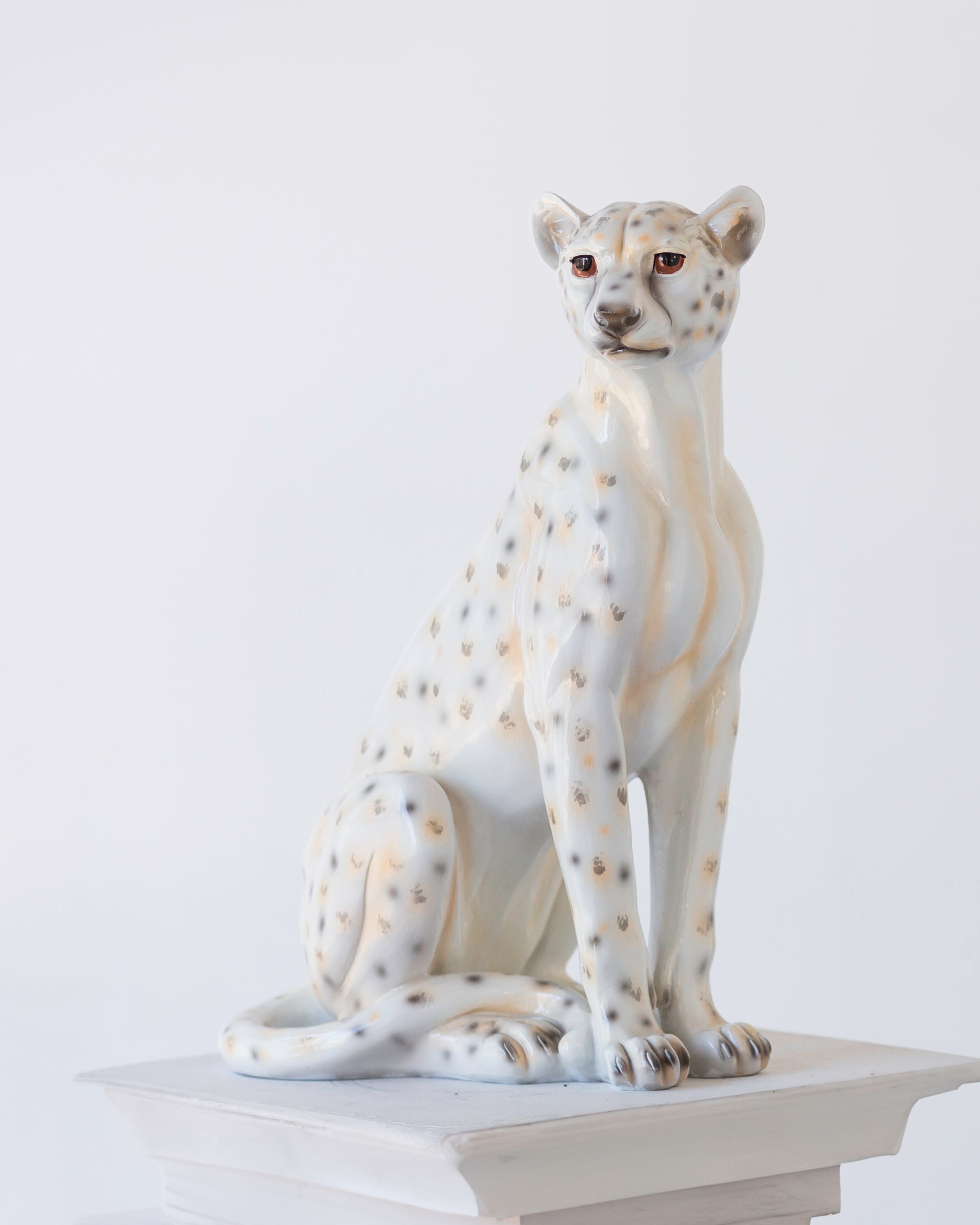 Cheeta Namibia