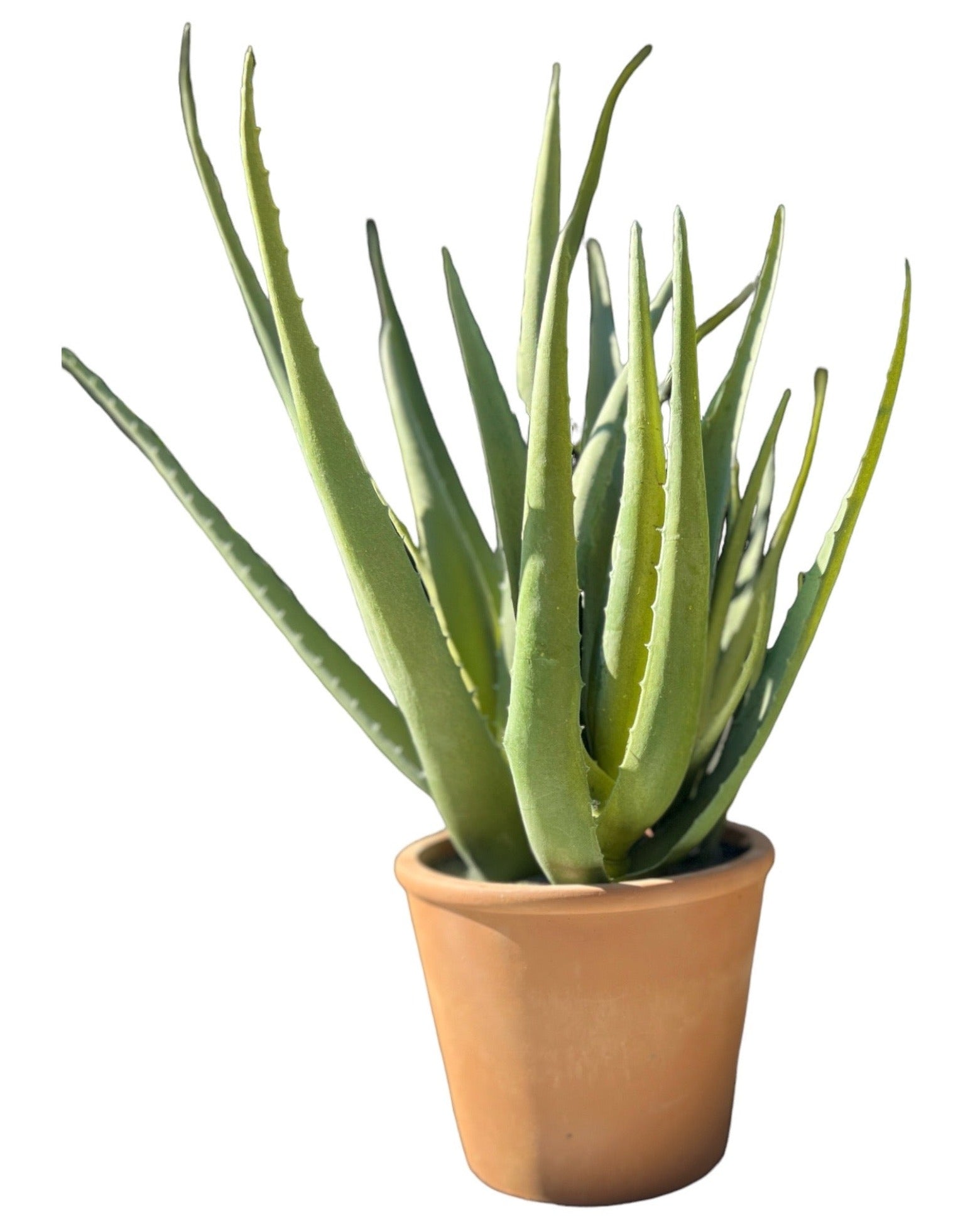 Planta África