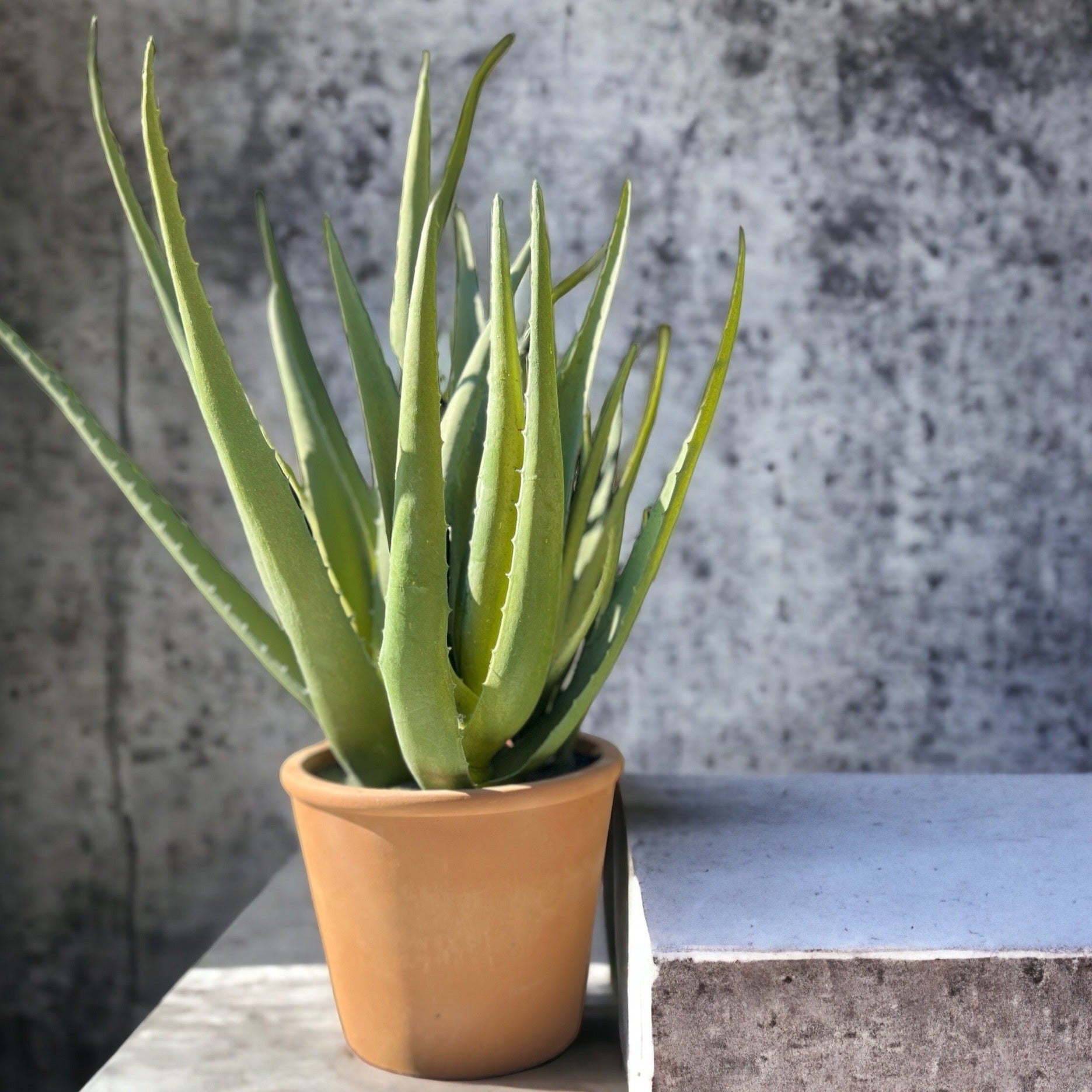 Planta África