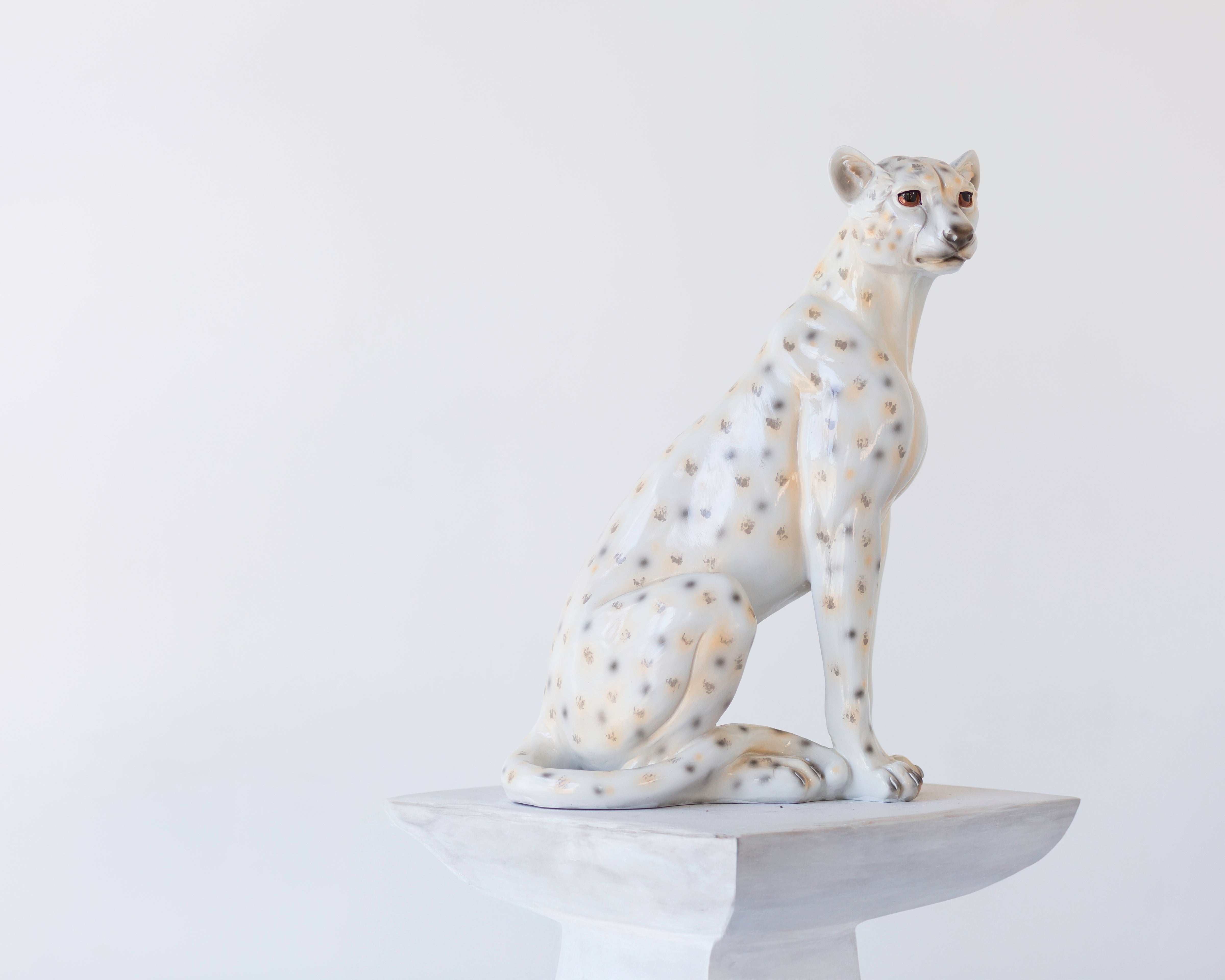 Cheeta Namibia