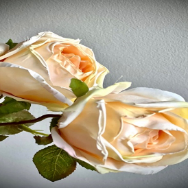 Rosa Elena